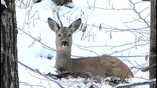 Однорогий козлик (косуля европейская самец) || Male roe deer with one horn