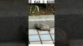 Всё как в жизни