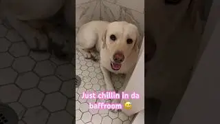 Thought my dog ran away.. but she just found the coolest spot in the house.. #labrador #dog #puppy