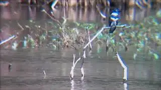 KingFisher 1 music