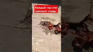 Каждый год этот стол приносит плоды! Стол с грибами! 🍄