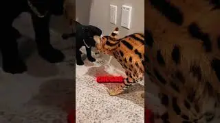 os GATOS gostaram do cane corso?!
