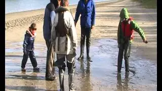 quicksands