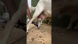 #milkingmachines #asmr #goat
