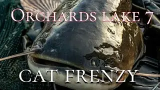 48 hrs orchards lake 7 cat fishing frenzy