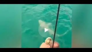 Австралиец сражается с акулой в открытом море