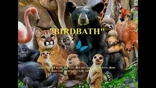 David Petri : " Birdbath " Album: " Animal Convention " - 2016 Sebastopol, CA