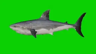 Whale Fish Green Screen | Green Screen Whale fish Swimming | No Copyright Video |