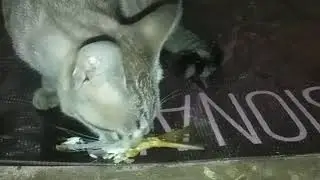 kucing lucu - kucing hitam dan kucing induk makan ikan bandeng dan nasi goreng