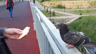 Голуби отобрали весь утиный корм