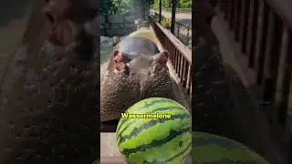 The meanest prank on a hippo?