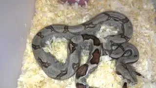 Boa Babies update
