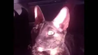 Пазируем с кошкой
