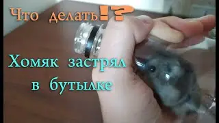 Не могу выбрать хомяка с бутылки