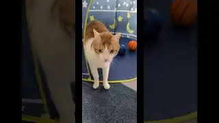 жизнь удалась #кот #рыжий #юмор