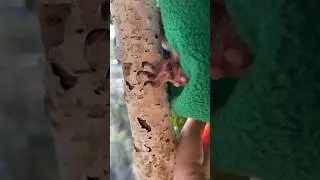 Лапка белочки 😍 