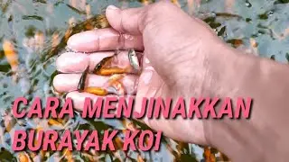 Memperlakukan Burayak Koi Sebelum Tebar di Kolam Tanah