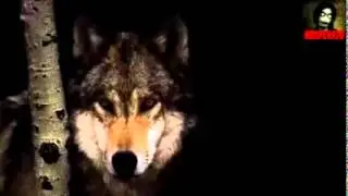 волк отомстил но отомстил без крови....