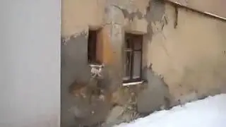 Драка котов# 01 Весенняя