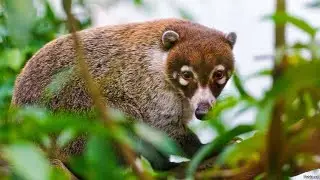 Носуха. В мире животных с Николаем Дроздовым