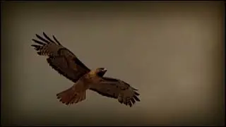 Very IMPORTANT PREDATORS