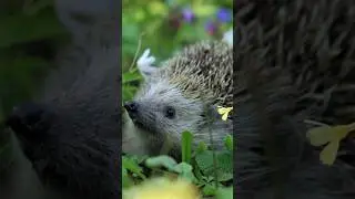 И снова у нас на участке ежик. Этот явно меньше предыдущего, не детеныш ли прошлого 🤔 #дачнаяжизнь