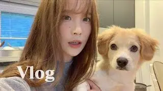 Vlog. 호주로 뇌물 보내는 브이로그 (feat. 인싸라떼)