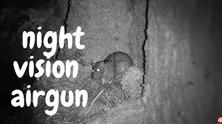 Sniping Rats at Night (Rat Infestation)