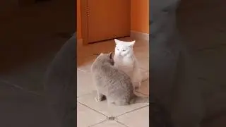 Махаться будешь 😂