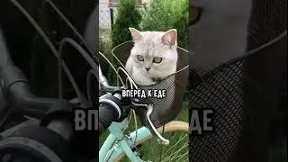 Валим, валим, валим... New Tik Tok. Приколы Тик Ток лыба