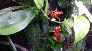 Oophaga Pumilio Bastimentos