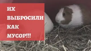 Морских свинок выбросили на улицу! Жестокие люди! / Морские свинки созданы для любви!
