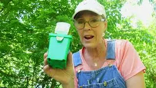 Planting a fruit tree guild in my backyard!