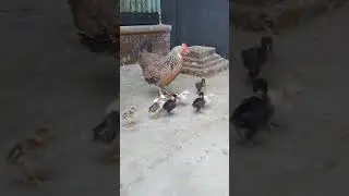 Asisn animal || Village pets animal