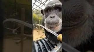 How clever this chimpu is ??