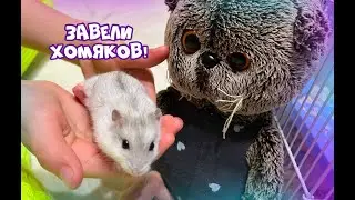 БАСИКИ ЗНАКОМЯТСЯ С ХОМЯКАМИ/Купили хомяков #басик #basik #волшебныебудни
