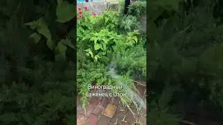 Озон продает саженцы деревьев знали? Купила виноградный саженец 🌱