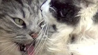Two Angry Cats Talking to Each Other