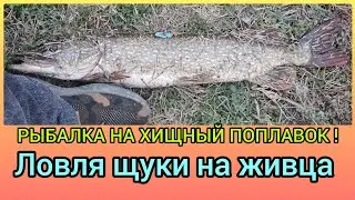 РЫБАЛКА НА ХИЩНЫЙ ПОПЛАВОК !