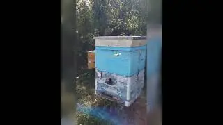 Улей номер 28. Рекордный урожай мёда!