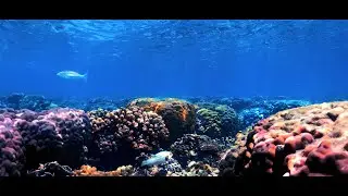 BORNEO 4K Malaysia vol. VII