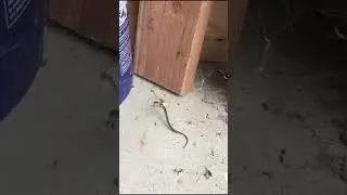 Змея попалась в паутину и стала обедом для паука.