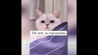 Funniest Cat Ever! - Cute and Funny Animal