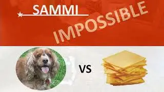 Sammi's Mission Impossible - Sammi VS Cheese