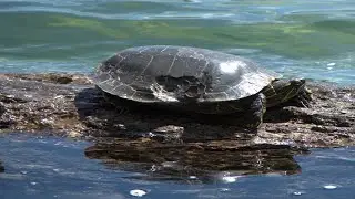 Черепашье озеро - Surveyors Lake, BC, Canada