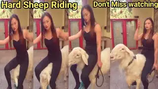 Beauty Queen Sheep Riding New video please subscribe my channel 