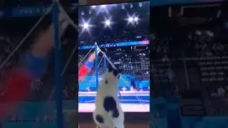 cat Olympics 🤣🤣🤣(not mine)