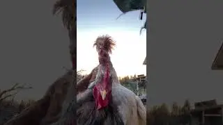 Куромакофуро!!!