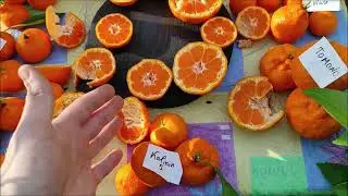 Мандарини групи Уншиу ( дегустація 10 сортів). Harvest 2022 /c.unshiu Xie Shan | Kawano | Miygawa 00