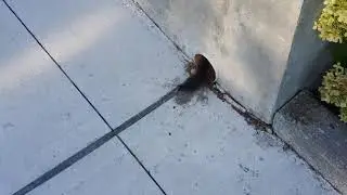 Dumb squirrel